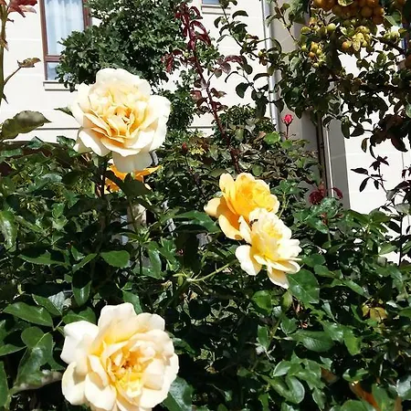 公寓式酒店 Sorrento Sole Mare