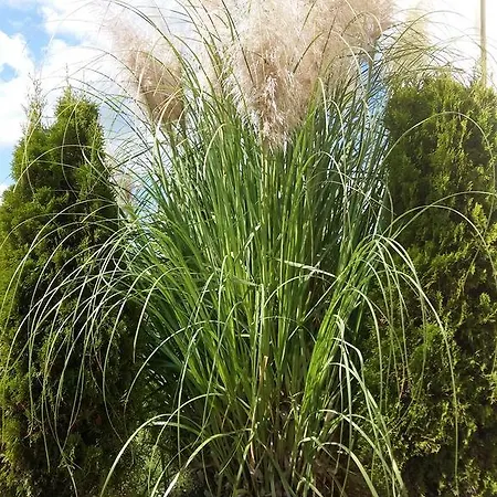 アパートホテル Sorrento Sole Mare 3*