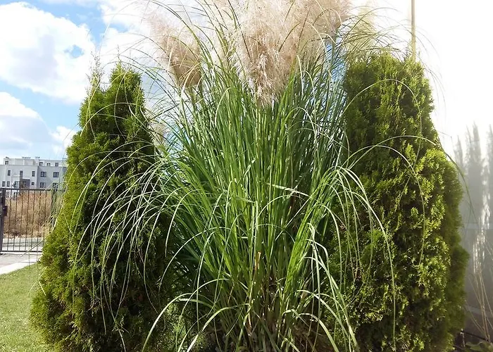 מלון דירות Sorrento Sole Mare 3*